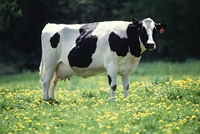 Test your knowledge - Farm quizzes