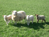 Test your knowledge - Farm quizzes