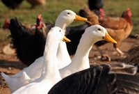 Test your knowledge - Farm quizzes