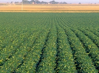 Test your knowledge - Farm quizzes