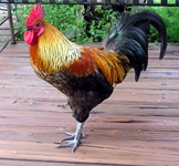 Test your knowledge - Farm quizzes