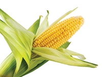 Test your knowledge - Farm quizzes