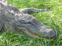 Test your knowledge - Animal quizzes