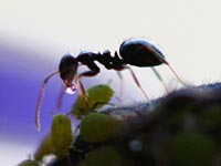 Test your knowledge - Animal quizzes