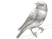 Test your knowledge - Animal quizzes