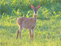 Test your knowledge - Animal quizzes