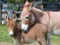 Test your knowledge - Animal quizzes