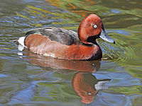 Test your knowledge - Animal quizzes