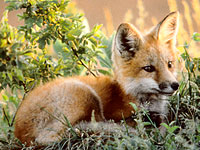 Test your knowledge - Animal quizzes
