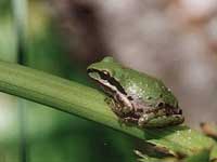 Test your knowledge - Animal quizzes