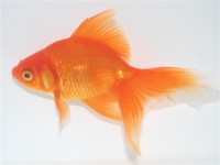 Test your knowledge - Animal quizzes