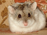Test your knowledge - Animal quizzes