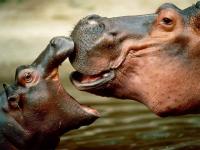Test your knowledge - Animal quizzes