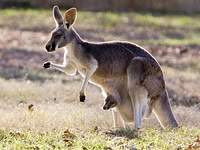 Test your knowledge - Animal quizzes