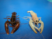 Test your knowledge - Animal quizzes