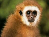 Test your knowledge - Animal quizzes