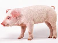 Test your knowledge - Animal quizzes