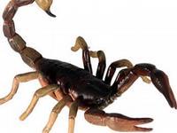 Test your knowledge - Animal quizzes