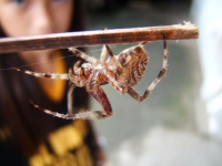Test your knowledge - Animal quizzes
