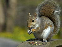 Test your knowledge - Animal quizzes