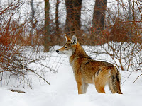 Test your knowledge - Animal quizzes