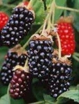 Test your knowledge - Fruit quizzes