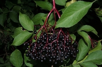Test your knowledge - Fruit quizzes