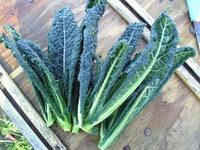 Test your knowledge - Vegetables quizzes