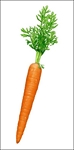 Test your knowledge - Vegetables quizzes